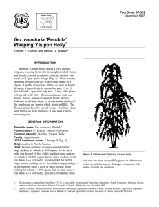 Ilex vomitoria ‘Pendula’ Weeping Yaupon Holly Fact Sheet ST-312 1