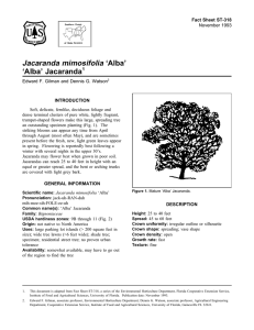 Jacaranda mimosifolia ‘Alba’ ‘Alba’ Jacaranda Fact Sheet ST-318 1