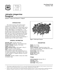 Jatropha integerrima Peregrina Fact Sheet ST-319 1