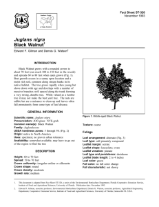 Juglans nigra Black Walnut Fact Sheet ST-320 1