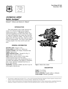 Juniperus ashei Ashe Juniper Fact Sheet ST-321 1