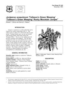 Juniperus scopulorum ‘Tolleson’s Green Weeping’ ‘Tolleson’s Green Weeping’ Rocky Mountain Juniper 1