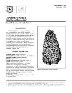 Juniperus silicicola Southern Redcedar Fact Sheet ST-326 1