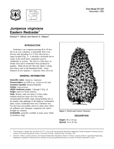 Juniperus virginiana Eastern Redcedar Fact Sheet ST-327 1