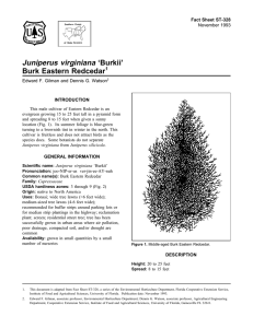 Juniperus virginiana ‘Burkii’ Burk Eastern Redcedar Fact Sheet ST-328 1