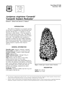 Juniperus virginiana ‘Canaertii’ ‘Canaertii’ Eastern Redcedar Fact Sheet ST-329 1