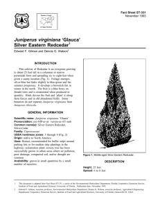 Juniperus virginiana ‘Glauca’ Silver Eastern Redcedar Fact Sheet ST-331 1