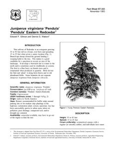 Juniperus virginiana ‘Pendula’ ‘Pendula’ Eastern Redcedar Fact Sheet ST-333 1