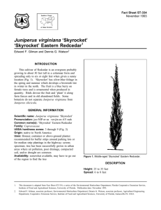 Juniperus virginiana ‘Skyrocket’ ‘Skyrocket’ Eastern Redcedar Fact Sheet ST-334 1