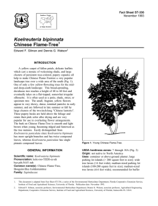 Koelreuteria bipinnata Chinese Flame-Tree Fact Sheet ST-336 1