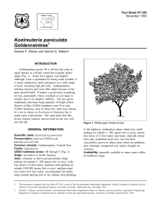 Koelreuteria paniculata Goldenraintree Fact Sheet ST-338 1