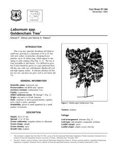 Laburnum spp. Goldenchain Tree Fact Sheet ST-340 1
