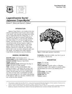 Lagerstroemia fauriei Japanese Crape-Myrtle Fact Sheet ST-341 1