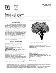 Lagerstroemia speciosa Queens Crape-Myrtle Fact Sheet ST-349 1