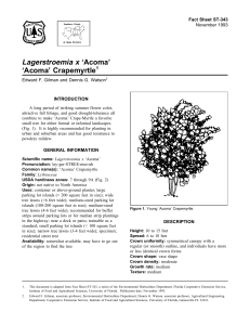 Lagerstroemia x ‘Acoma’ ‘Acoma’ Crapemyrtle Fact Sheet ST-343 1