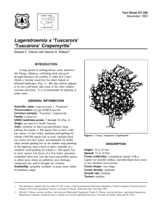 Lagerstroemia x ‘Tuscarora’ ‘Tuscarora’ Crapemyrtle Fact Sheet ST-348 1