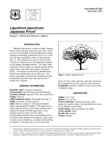 Ligustrum japonicum Japanese Privet Fact Sheet ST-352 1