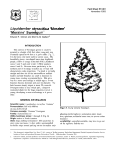 Liquidambar styraciflua ‘Moraine’ ‘Moraine’ Sweetgum Fact Sheet ST-361 1