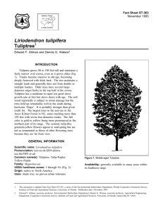 Liriodendron tulipifera Tuliptree Fact Sheet ST-363 1