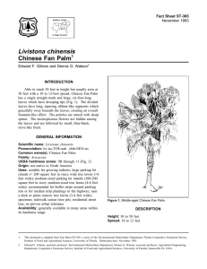 Livistona chinensis Chinese Fan Palm Fact Sheet ST-365 1