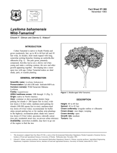 Lysiloma bahamensis Wild-Tamarind Fact Sheet ST-366 1