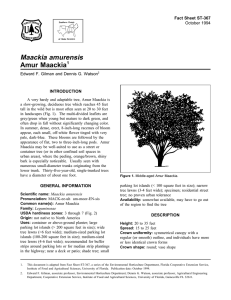 Maackia amurensis Amur Maackia Fact Sheet ST-367 1