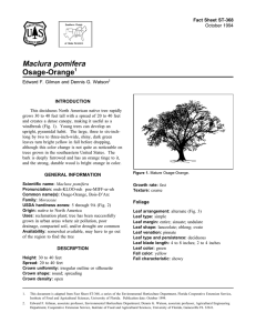 Maclura pomifera Osage-Orange Fact Sheet ST-368 1