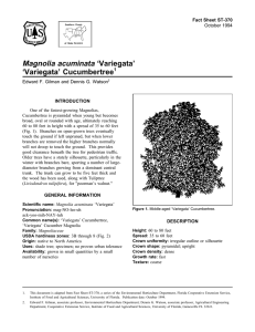 Magnolia acuminata ‘Variegata’ ‘Variegata’ Cucumbertree Fact Sheet ST-370 1