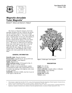 Magnolia denudata Yulan Magnolia Fact Sheet ST-378 1