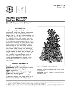 Magnolia grandiflora Southern Magnolia Fact Sheet ST-371 1