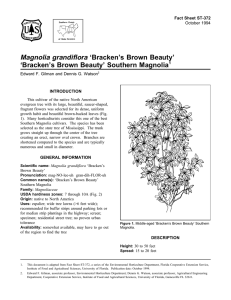 Magnolia grandiflora ‘Bracken’s Brown Beauty’ ‘Bracken’s Brown Beauty’ Southern Magnolia 1