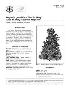 Magnolia grandiflora ‘Glen St. Mary’ ‘Glen St. Mary’ Southern Magnolia 1