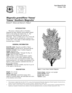 Magnolia grandiflora ‘Hasse’ ‘Hasse’ Southern Magnolia Fact Sheet ST-374 1