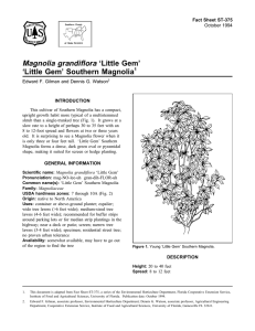 Magnolia grandiflora ‘Little Gem’ ‘Little Gem’ Southern Magnolia Fact Sheet ST-375 1