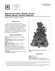 Magnolia grandiflora ‘Majestic Beauty’ ‘Majestic Beauty’ Southern Magnolia Fact Sheet ST-376 1