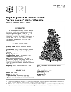Magnolia grandiflora ‘Samuel Sommer’ ‘Samuel Sommer’ Southern Magnolia Fact Sheet ST-377 1