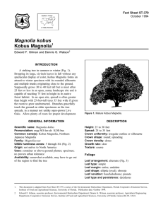 Magnolia kobus Kobus Magnolia Fact Sheet ST-379 1