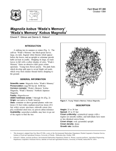 Magnolia kobus ‘Wada’s Memory’ ‘Wada’s Memory’ Kobus Magnolia Fact Sheet ST-380 1
