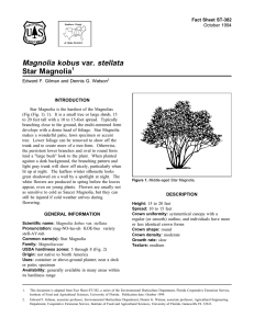 Magnolia kobus var. stellata Star Magnolia Fact Sheet ST-382 1