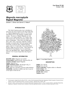 Magnolia macrophylla Bigleaf Magnolia Fact Sheet ST-381 1