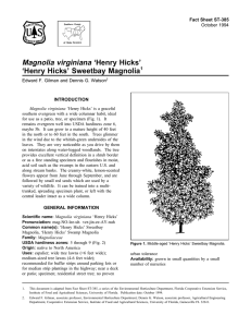 Magnolia virginiana ‘Henry Hicks’ ‘Henry Hicks’ Sweetbay Magnolia Fact Sheet ST-385 1