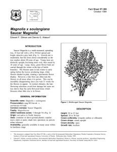 Magnolia x soulangiana Saucer Magnolia Fact Sheet ST-386 1