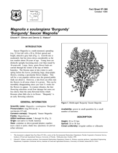 Magnolia x soulangiana ‘Burgundy’ ‘Burgundy’ Saucer Magnolia Fact Sheet ST-388 1