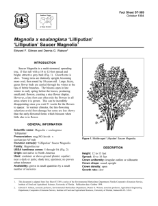 Magnolia x soulangiana ‘Lilliputian’ ‘Lilliputian’ Saucer Magnolia Fact Sheet ST-389 1