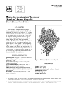 Magnolia x soulangiana ‘Speciosa’ ‘Speciosa’ Saucer Magnolia Fact Sheet ST-390 1