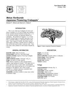 Malus floribunda Japanese Flowering Crabapple Fact Sheet ST-399 1