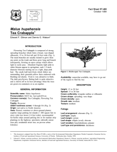 Malus hupehensis Tea Crabapple Fact Sheet ST-400 1