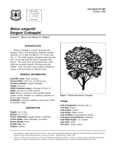 Malus sargentii Sargent Crabapple Fact Sheet ST-401 1