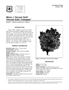 Malus x ‘Harvest Gold’ ‘Harvest Gold’ Crabapple Fact Sheet ST-393 1