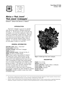 Malus x ‘Red Jewel’ ‘Red Jewel’ Crabapple Fact Sheet ST-394 1